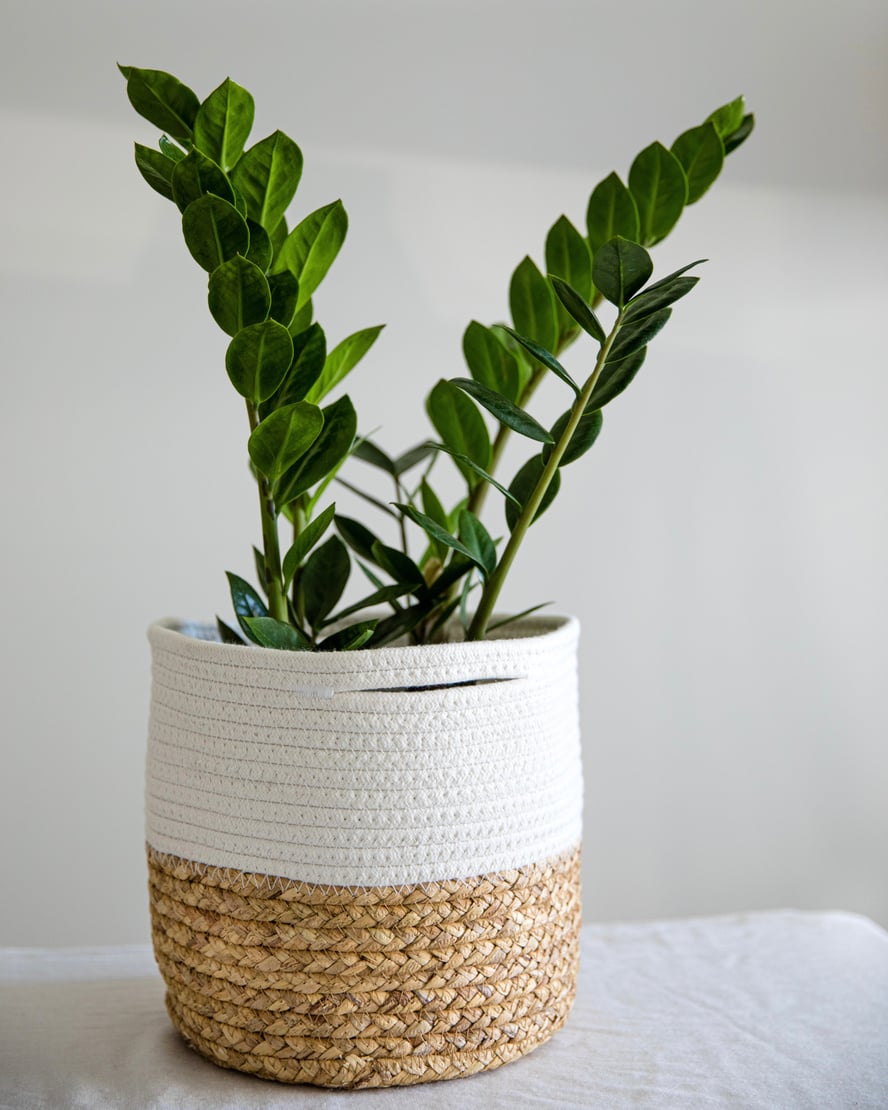 Plant